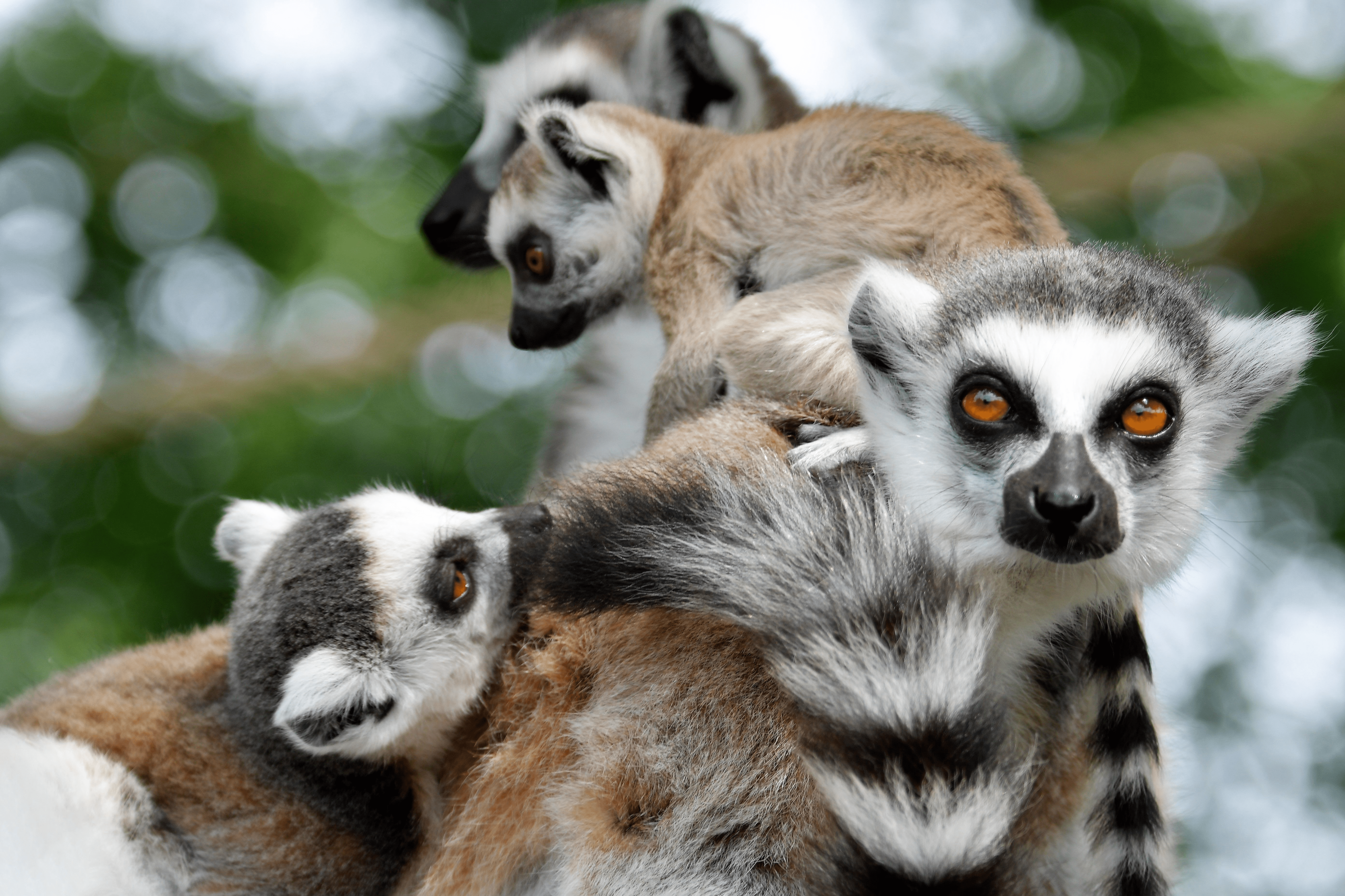 Ring-Tailed Lemurs Make Moves to Support Species Survival Plan - CMZoo